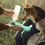 Warum Tierheimsponsoring für die regelmäßige Futterversorgung so wichtig ist