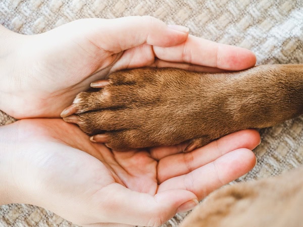 Tierheimsponsoring: Tierschutz beginnt bei der Basis